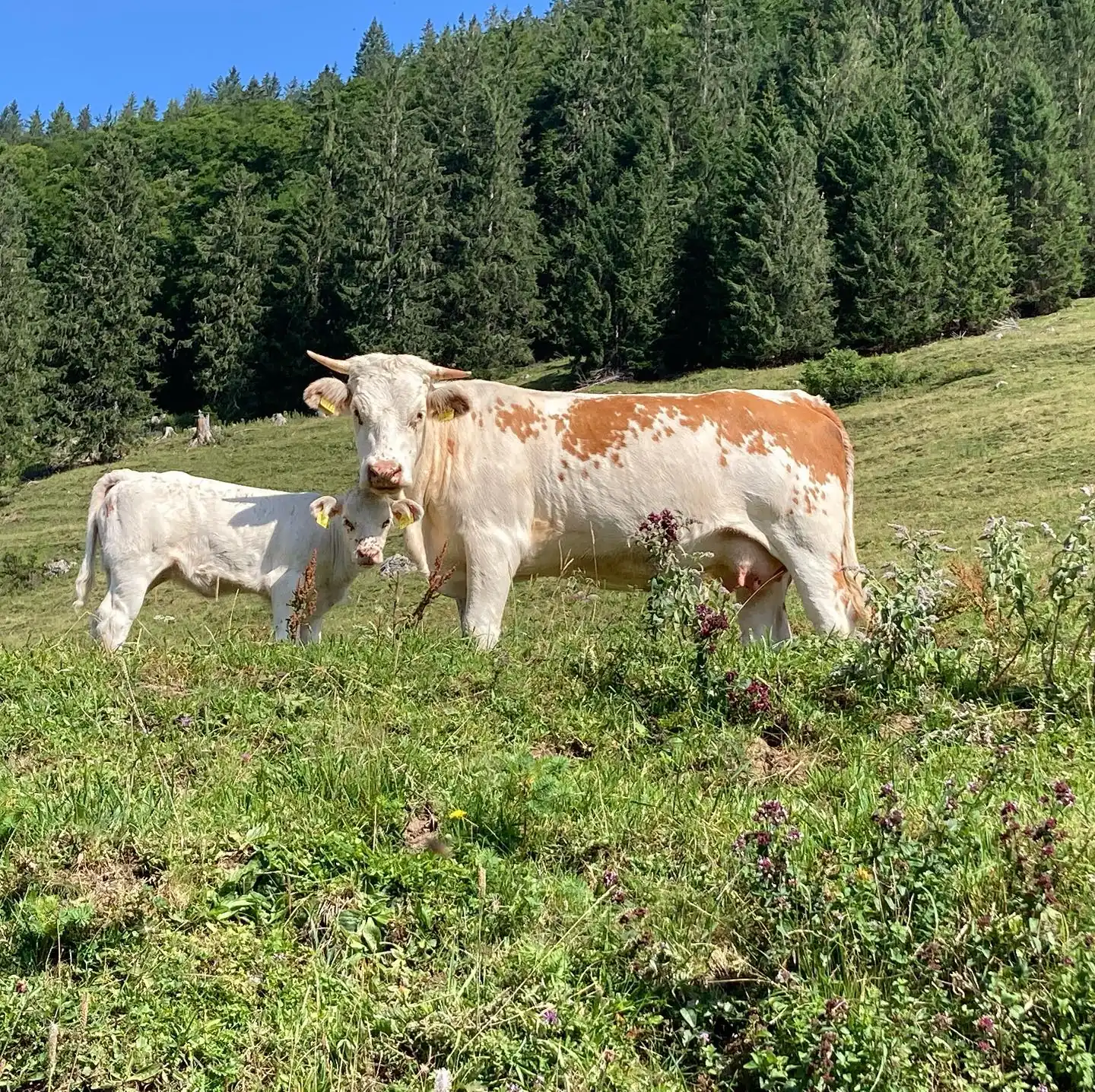 Bio-Archehof & eigene Landwirtschaft